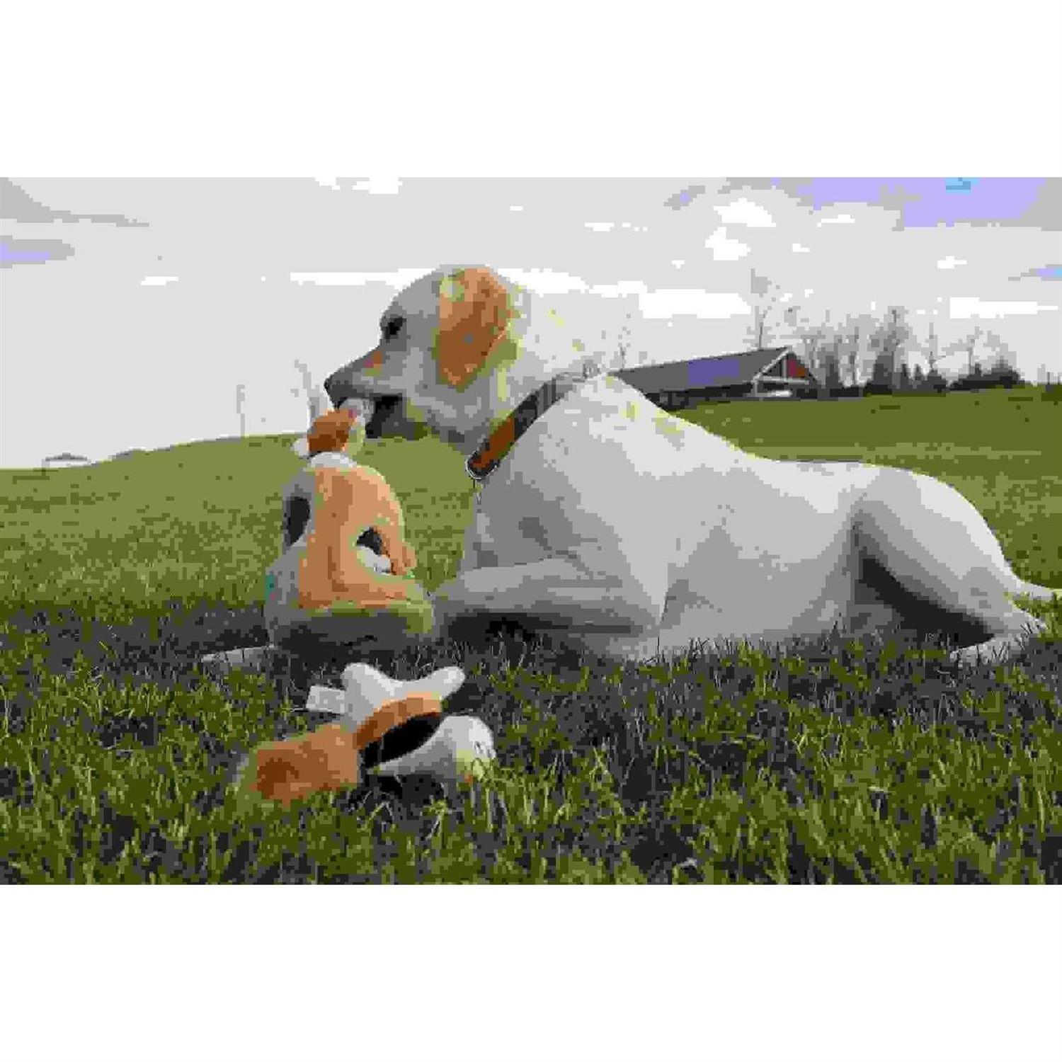 Outward Hound Hide A Squirrel Dog Toy - Healthber