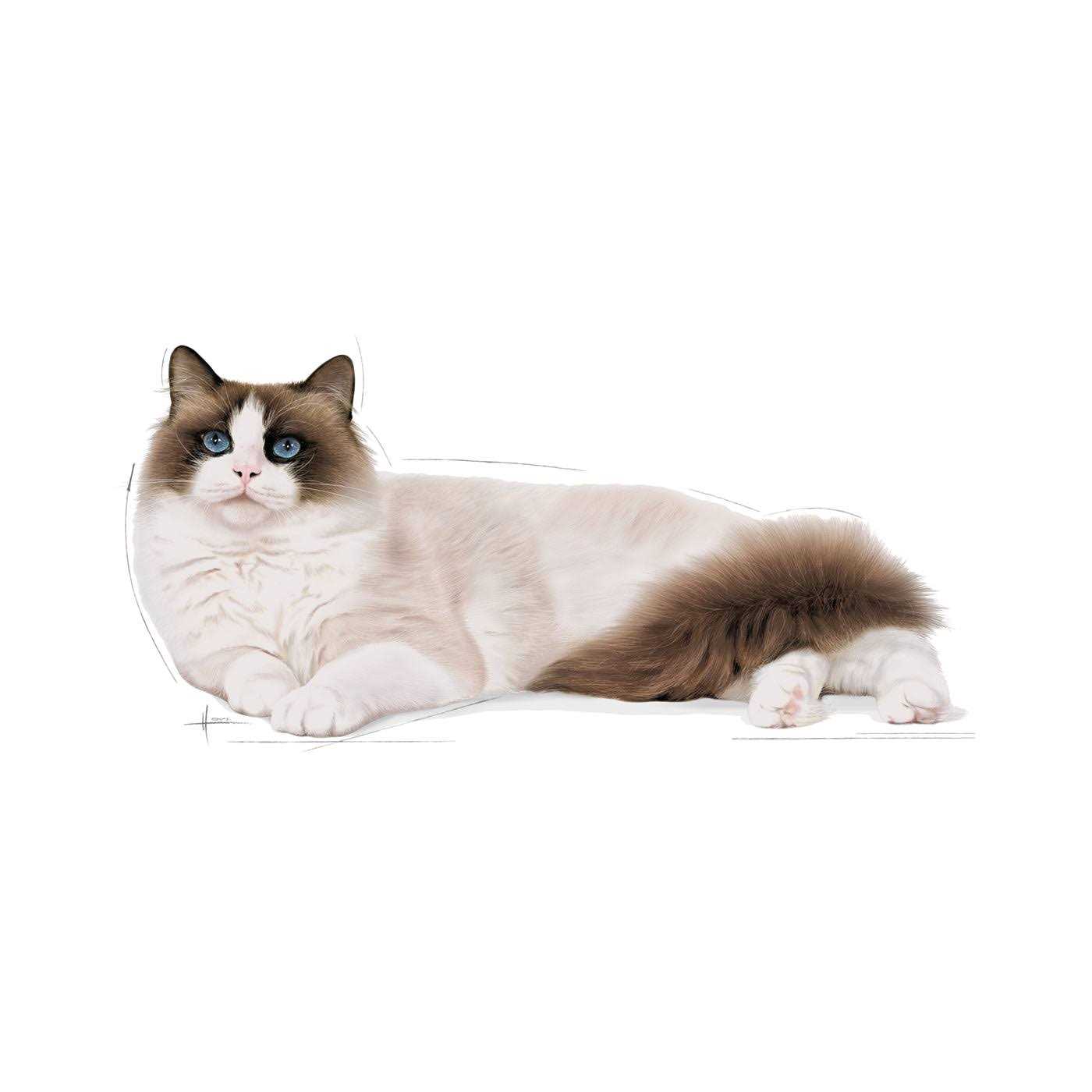Royal Canin Ragdoll Adult Cat Food - Healthber
