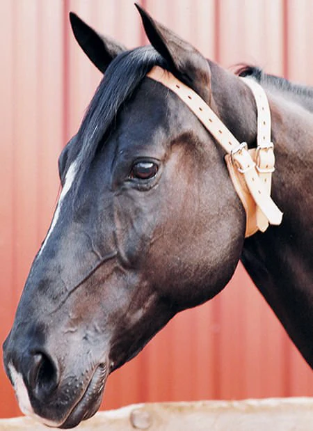 The Original Miracle Cribbing Collar, Average - Healthber