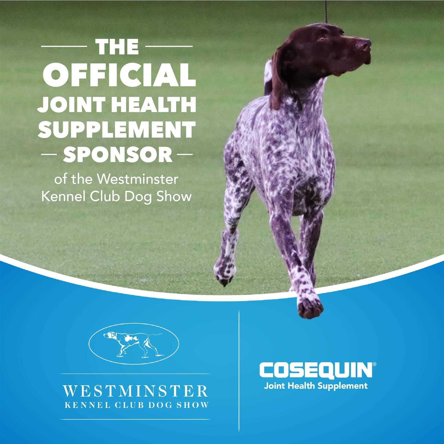 Cosequin Soft Chews Maximum Strength with MSM Plus Omega-3s for Dogs Minis - Healthber