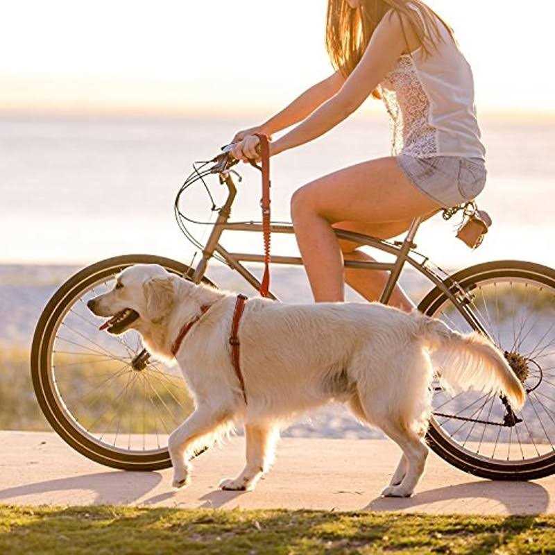 EzyDog Zero Shock Dog Leash - Healthber