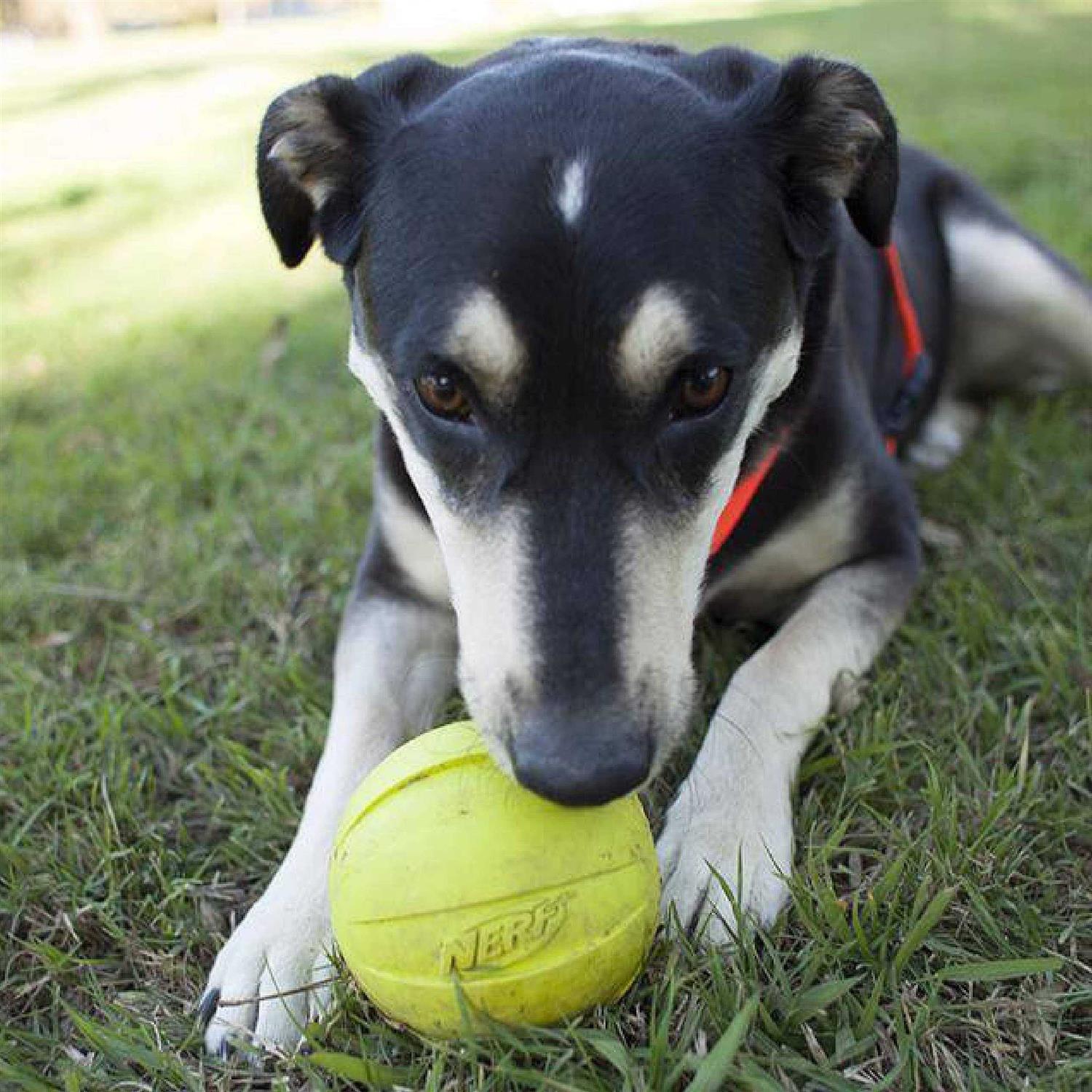 Nerf Dog Ball Dog Toy - Healthber
