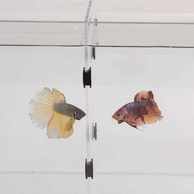 Lifegard Aquarium R460041 & R460081 Acrylic - Healthber