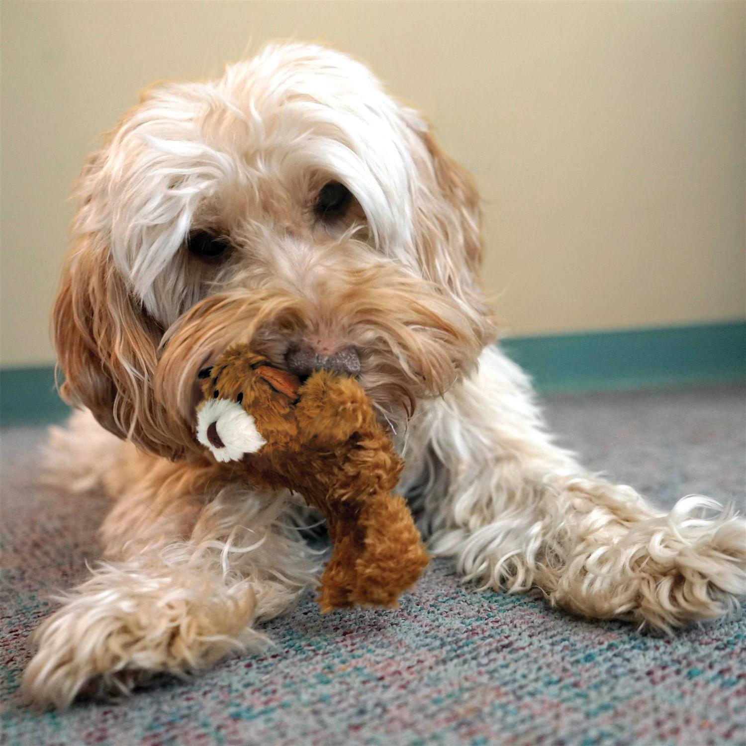Kong Teddy Bear Dog Toy - Healthber