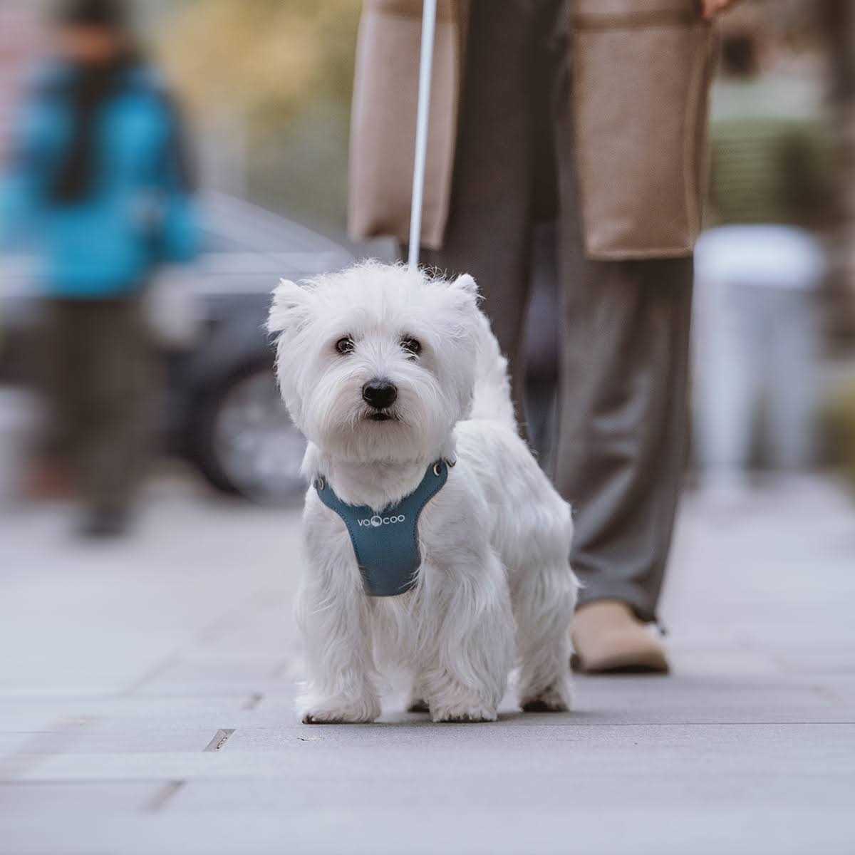 VOOCOO #OOTD Pet Harness and Leash Set - Healthber