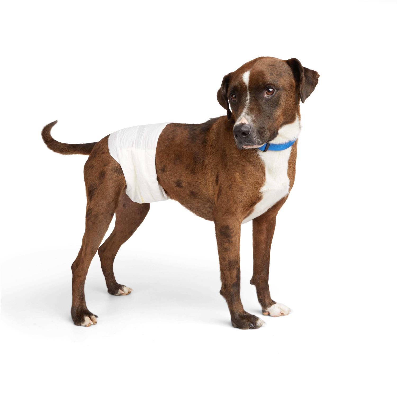 So Phresh Leak Guard Disposable Wrap For Male Dogs - Healthber