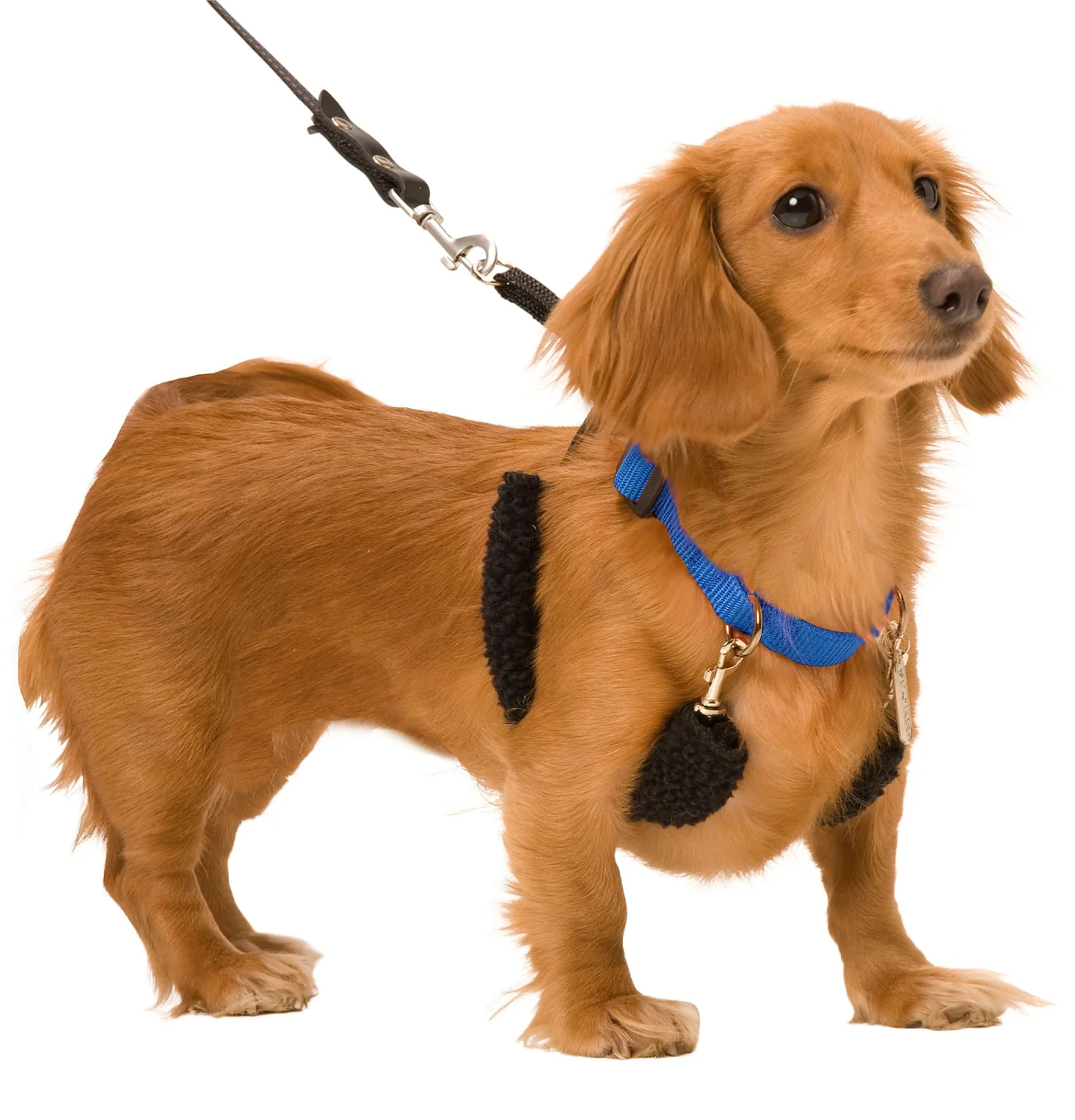 Original Sporn Training Halter, Blue - Healthber