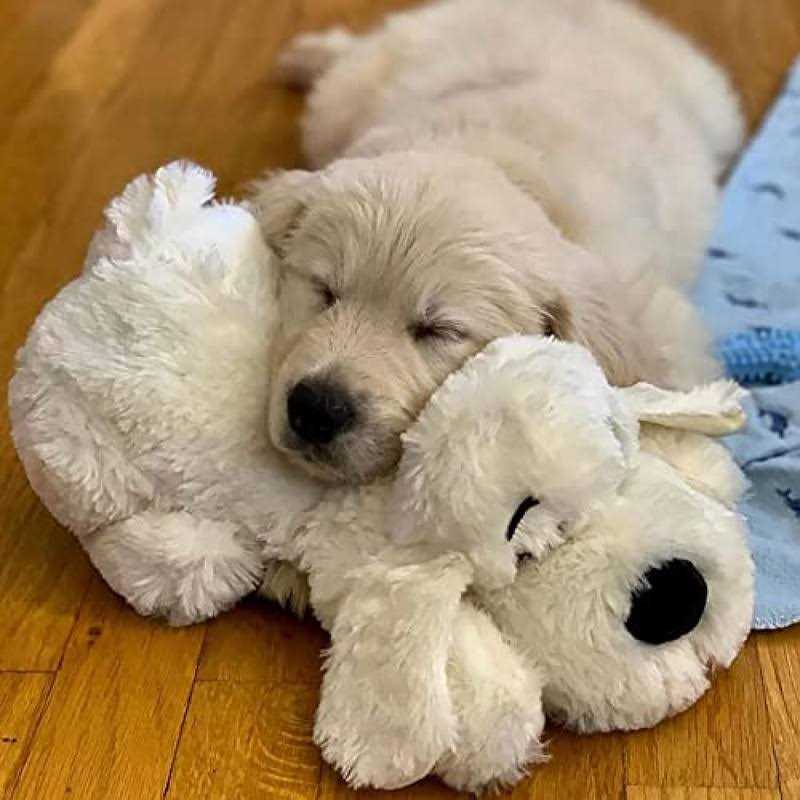 Barkbox 2 in 1 Interactive Plush Dog and Dog Small Dogs - Healthber