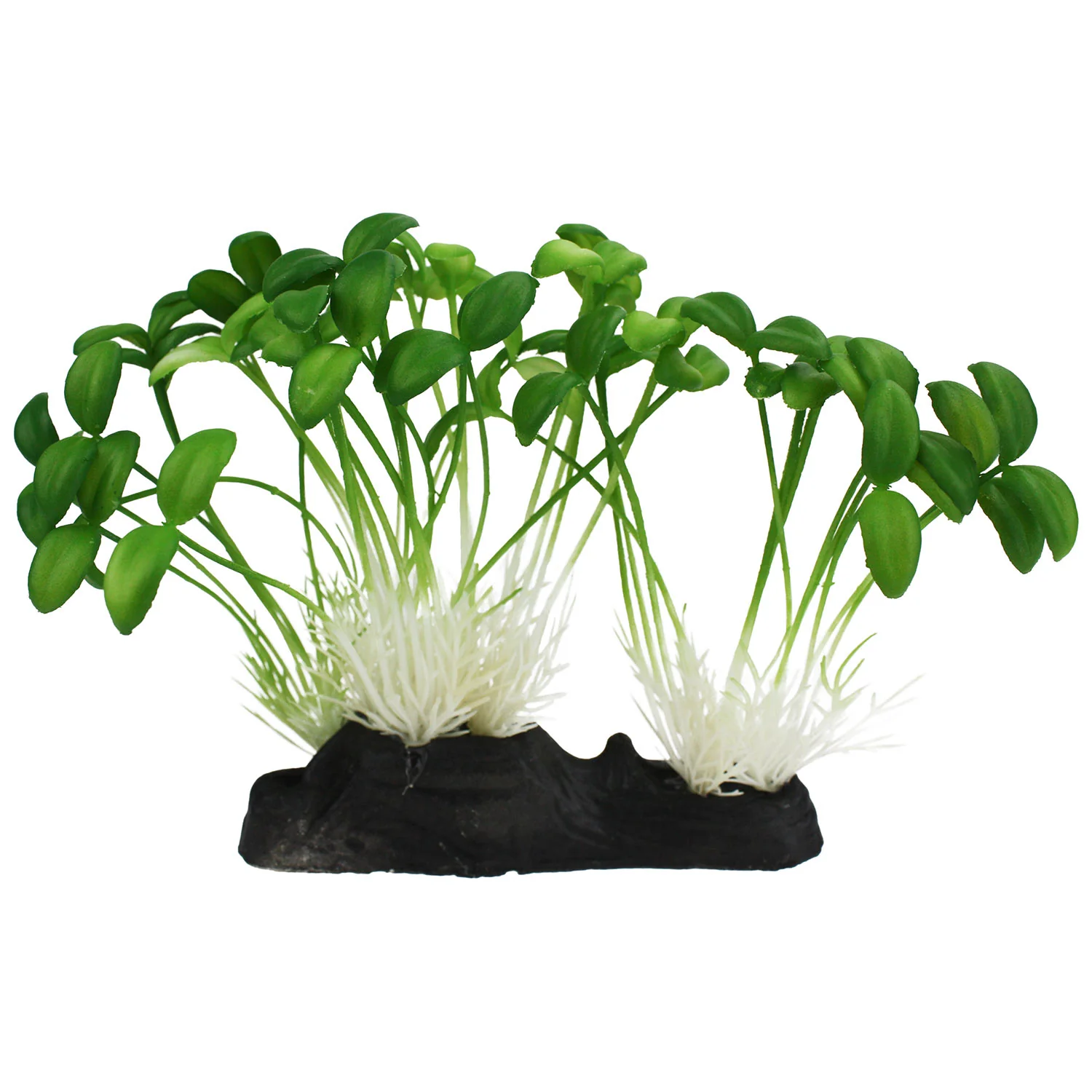Komodo Sprouts - Healthber