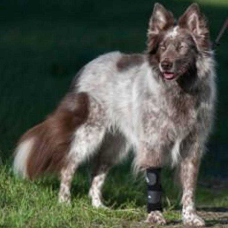 Walkabout Carpal Support Brace - Healthber