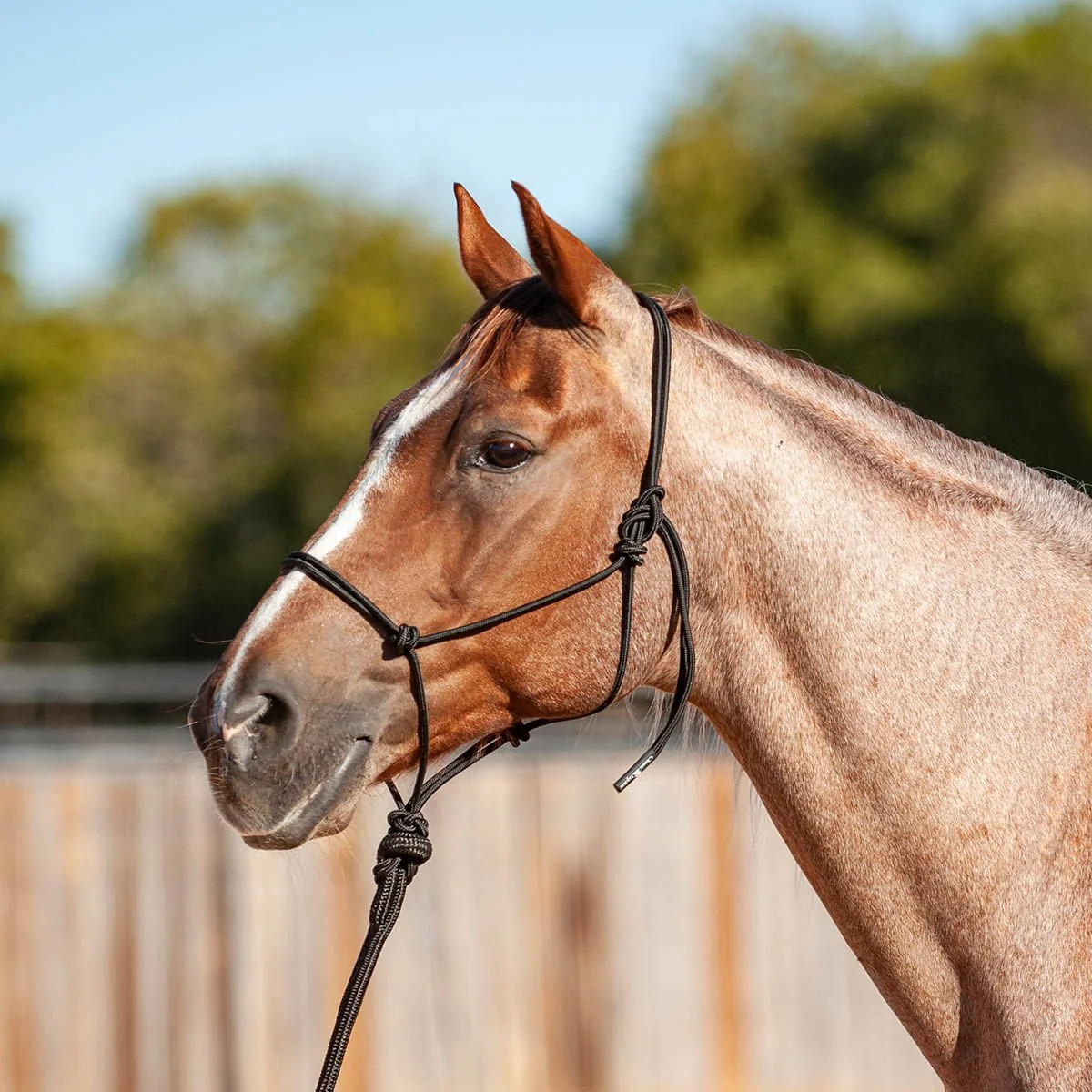 Classic Equine Econo Rope Halter with 8' Leadrope - Healthber