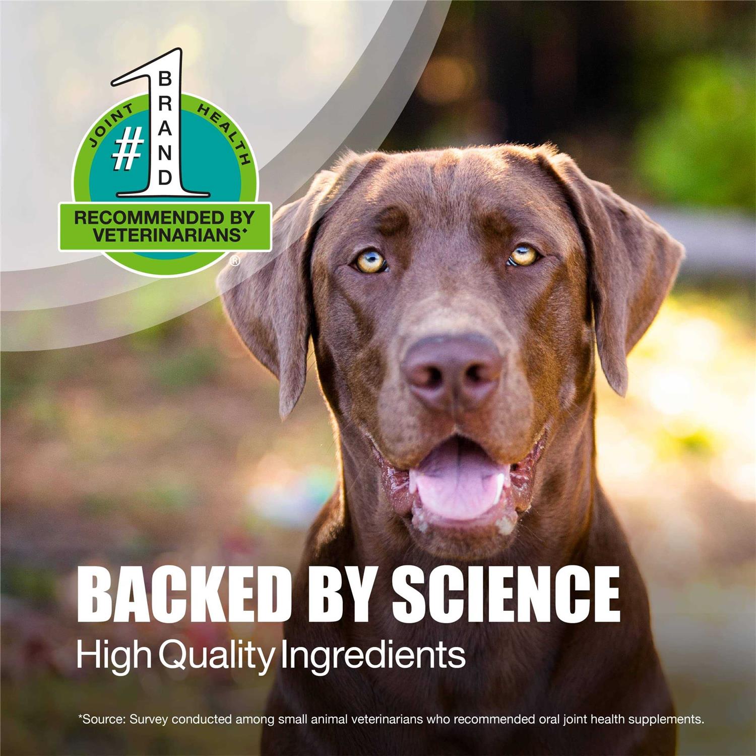 Nutramax Dasuquin Joint Health Supplement for Large Dogs Soft Chews - Healthber
