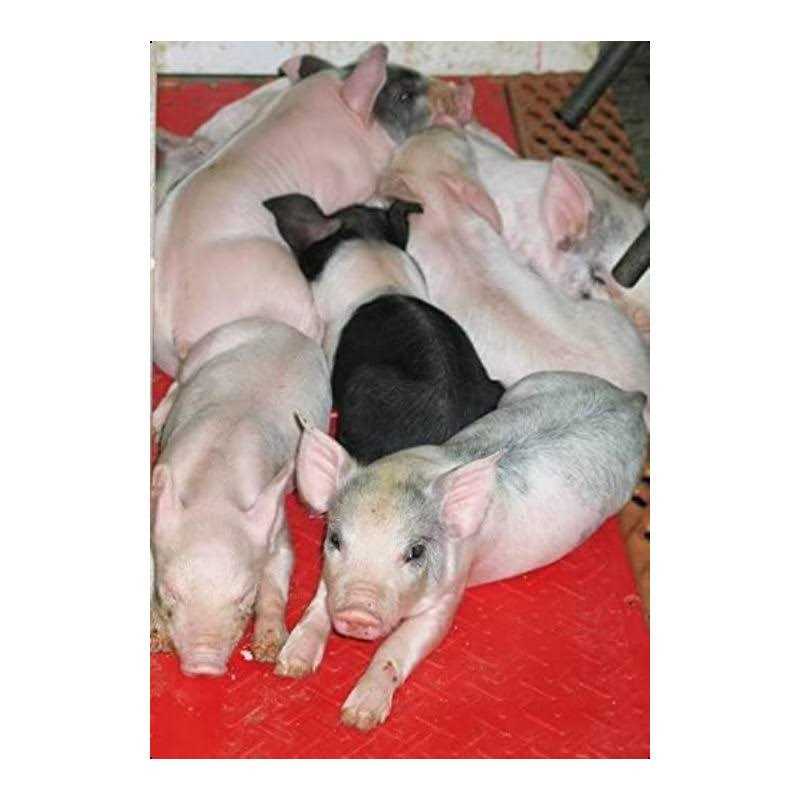 Kane Pig Heat Mat - Healthber