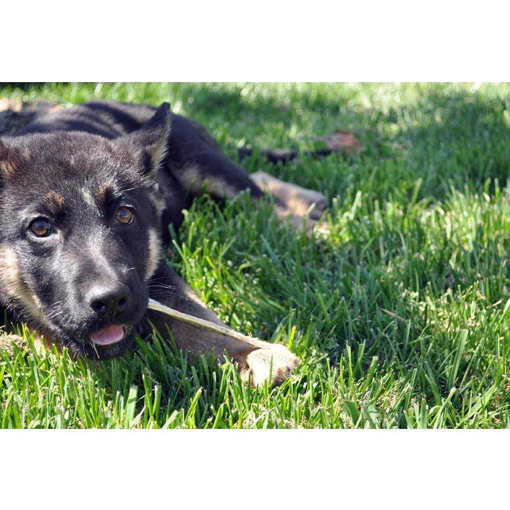 Ora-Clens Oral Hygiene Dental Dog Treats - Healthber