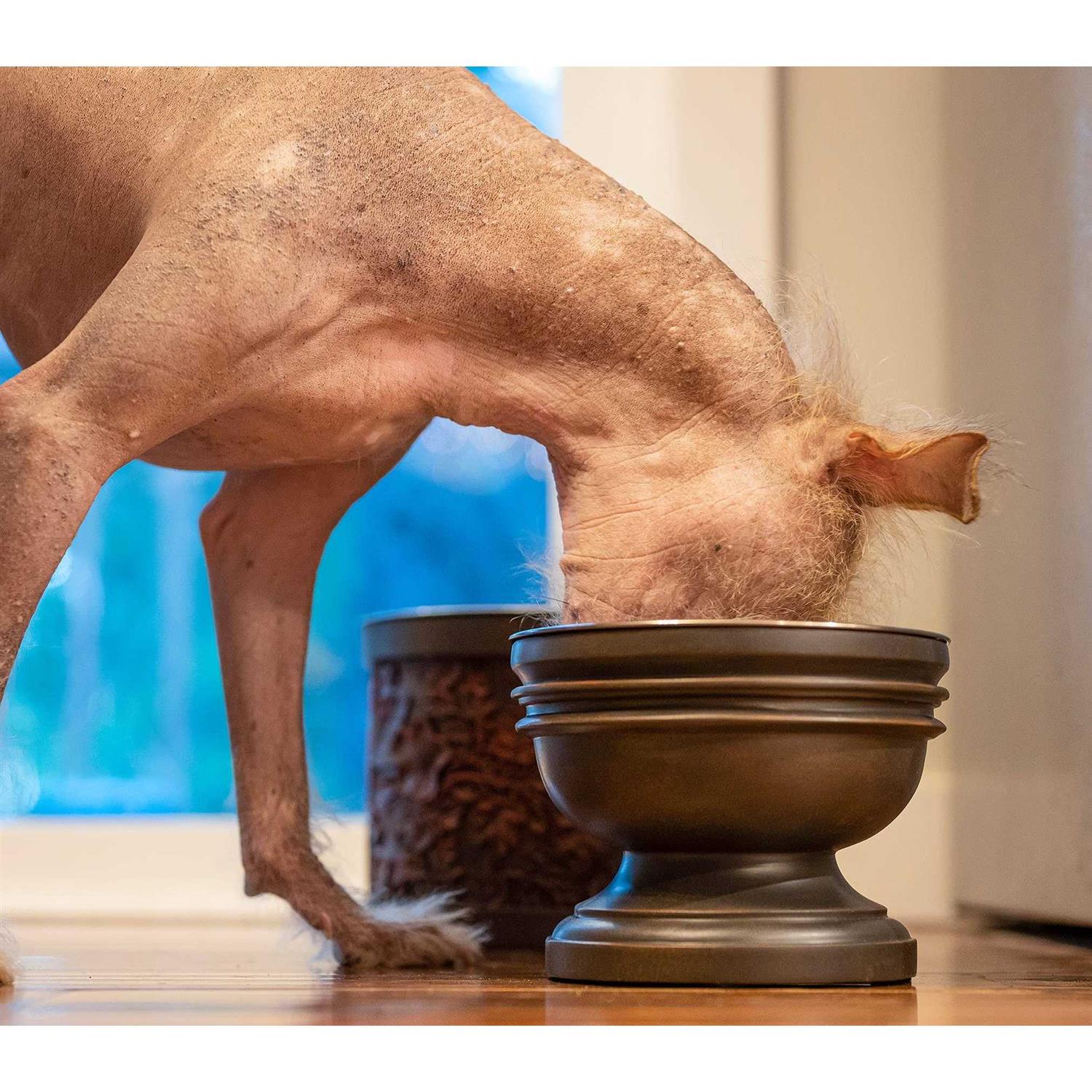 Pet Junkie Summit Elevated Dog Bowl for Food or Water - Healthber