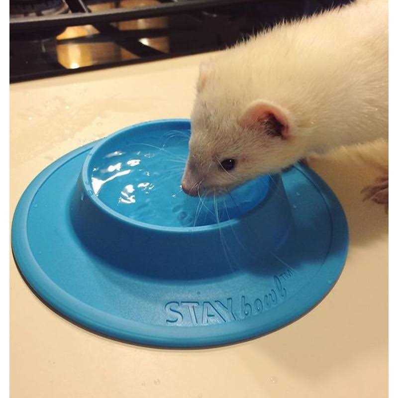 STAYbowl Tip-Proof Bowl for Guinea Pigs and Small Pets - Healthber