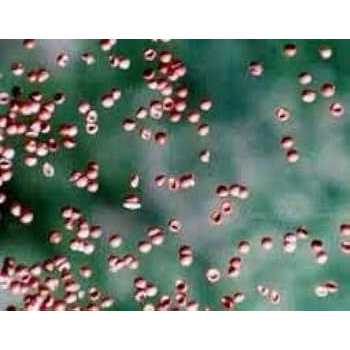 Aquatic Foods Inc Brine Shrimp Eggs 90% Hatch - Healthber