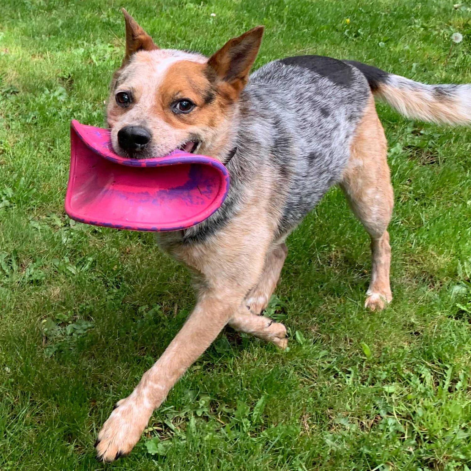 Ruff Dawg Dog Toy K9 Flyer - Healthber