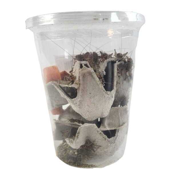 Josh’s Frogs Gutloaded Banded Crickets Live Feed Reptile Food - Healthber