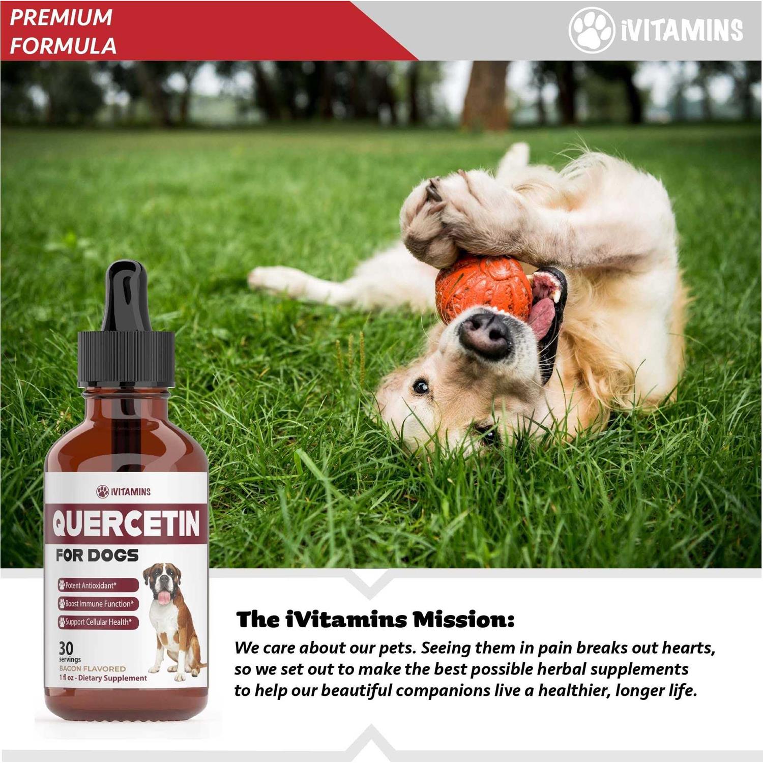 Quercetin for Dogs Dog Allergy Relief Quercetin for Dogs Allergies - Healthber
