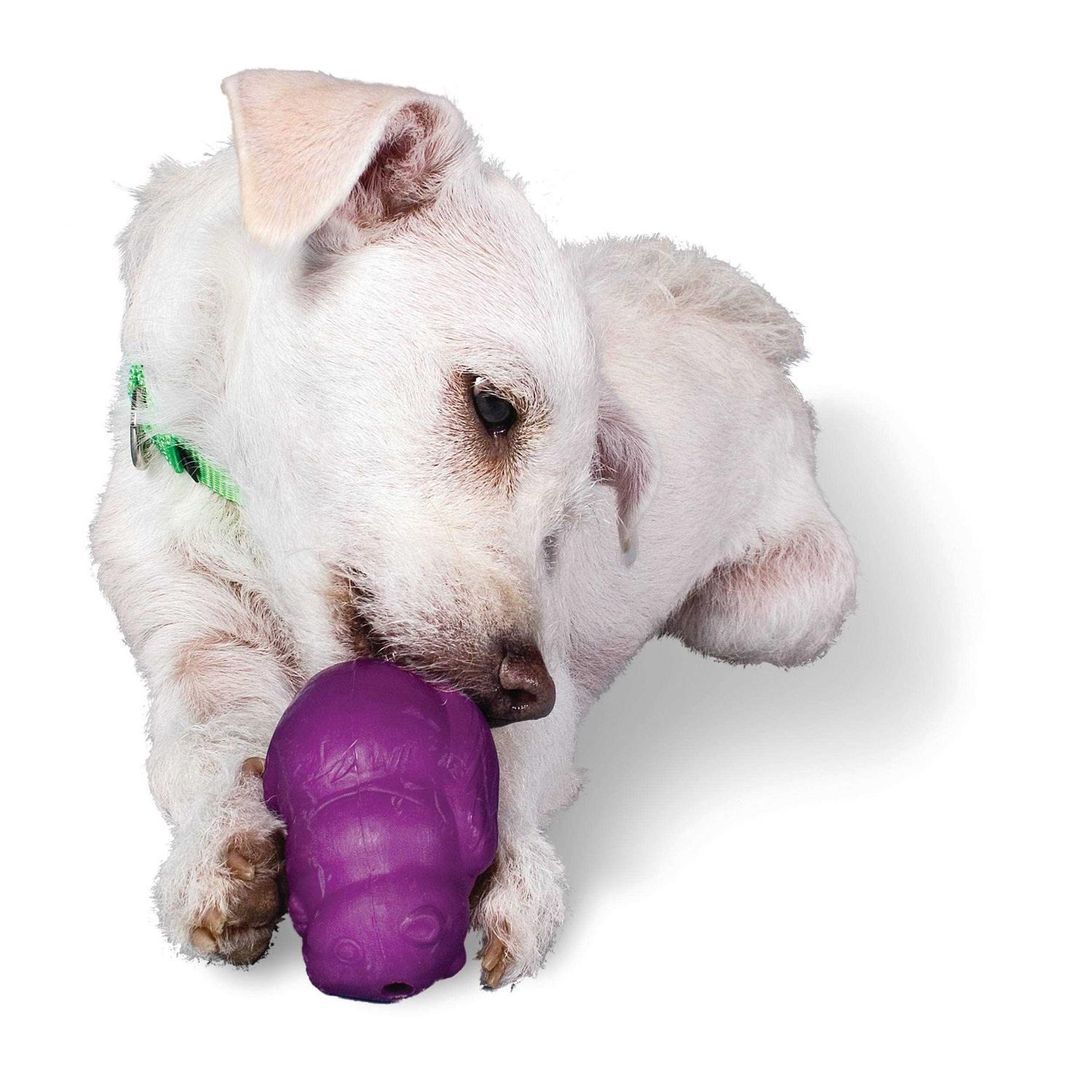 Busy Buddy Squirrel Dude Dog Toy - Healthber