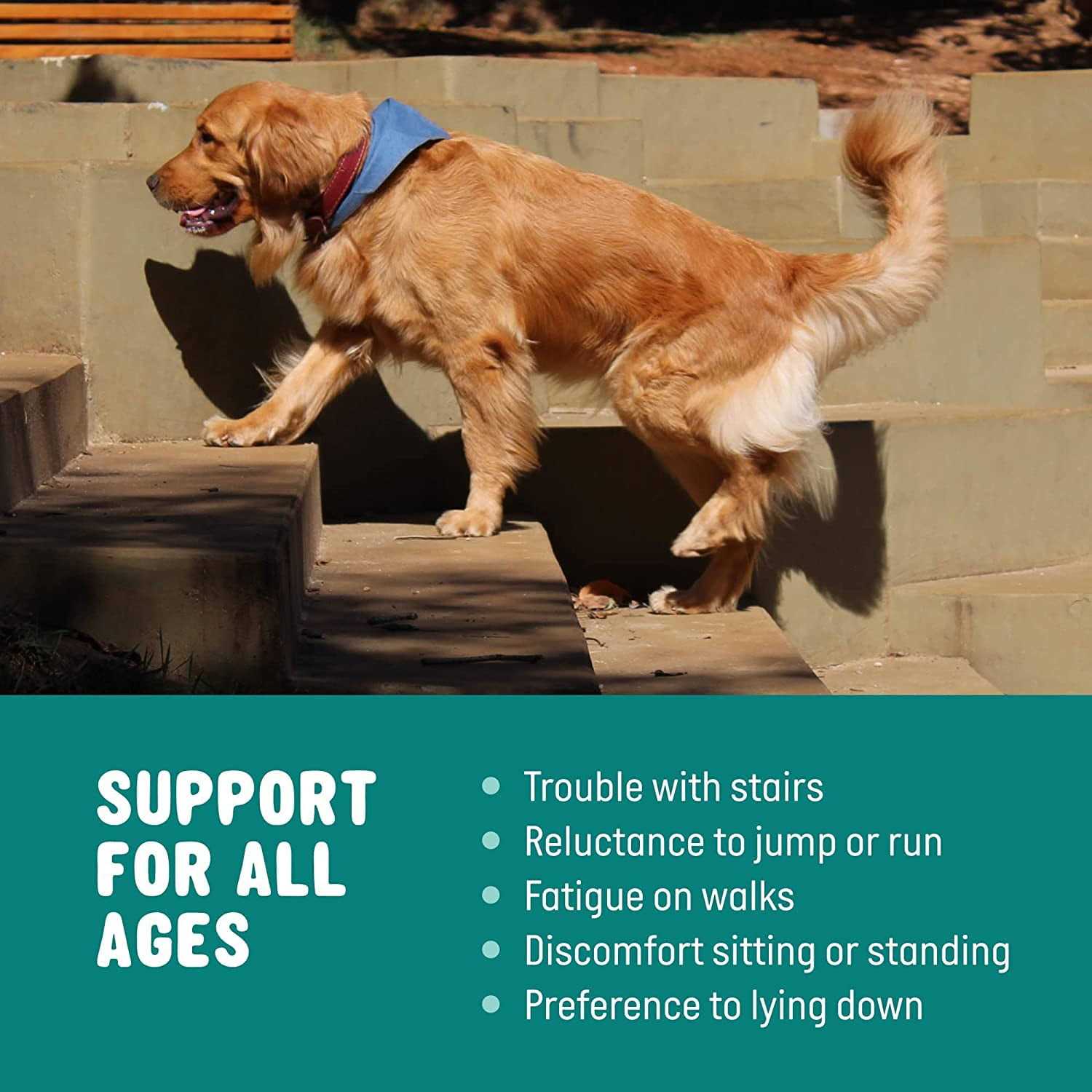 Active Chews Glucosamine for Dogs Hip and Joint Supplement with Chondroitin, Turmeric, and Msm - Healthber