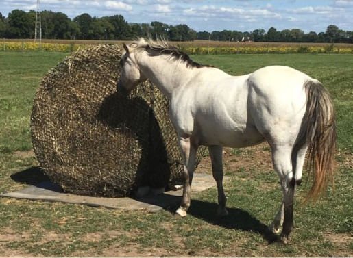 Tough 1 Round Bale Slow Feed 2x2 Hay Net for Horses - Healthber