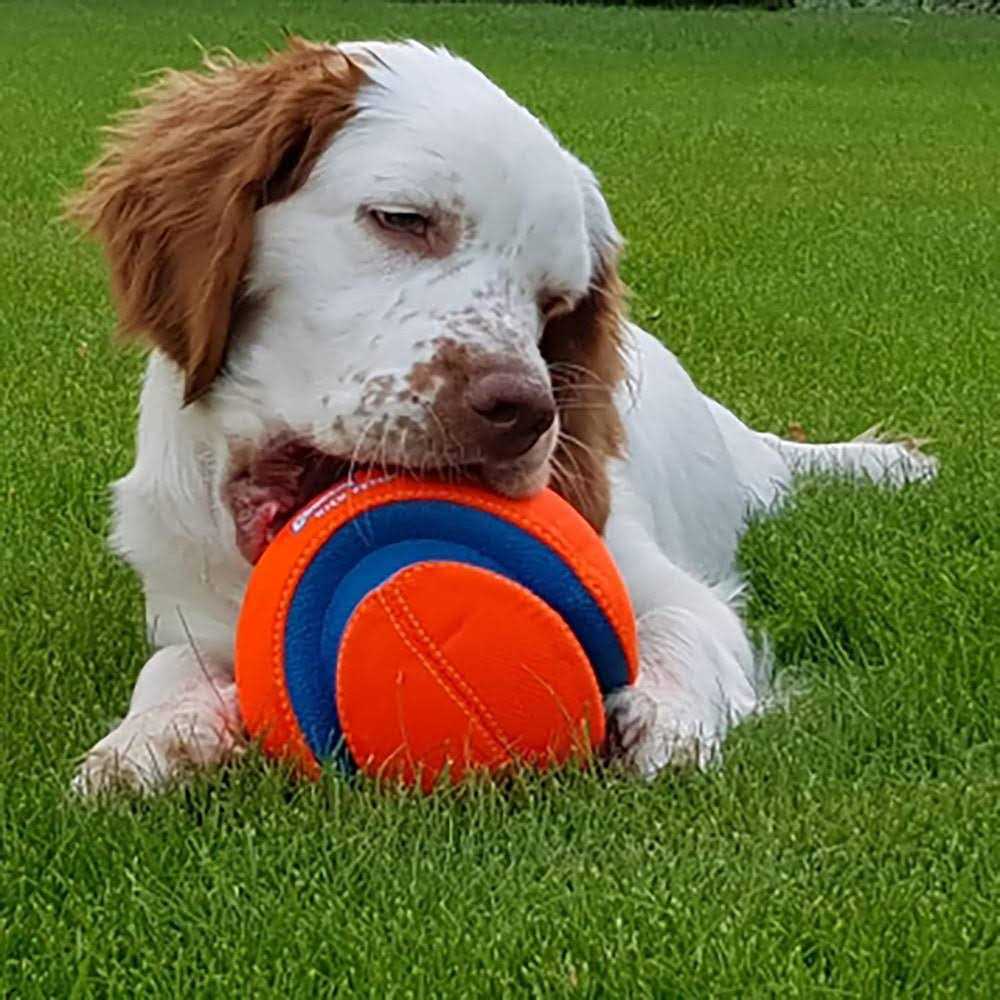 Chuckit! Kick Fetch Ball Dog Toy - Healthber