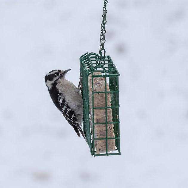 C & S High Energy Suet - Healthber