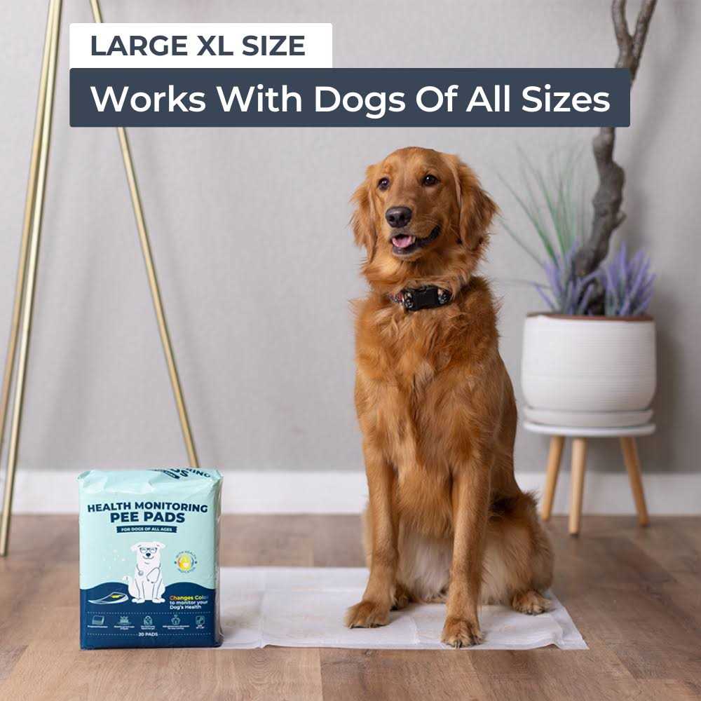Health Monitoring Pee Pads - Healthber