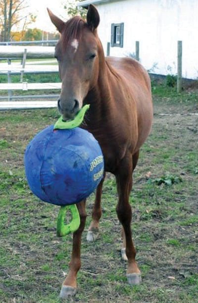 Jolly Tug Inflatable Ball with 2 Handles - Horse Toy - Healthber