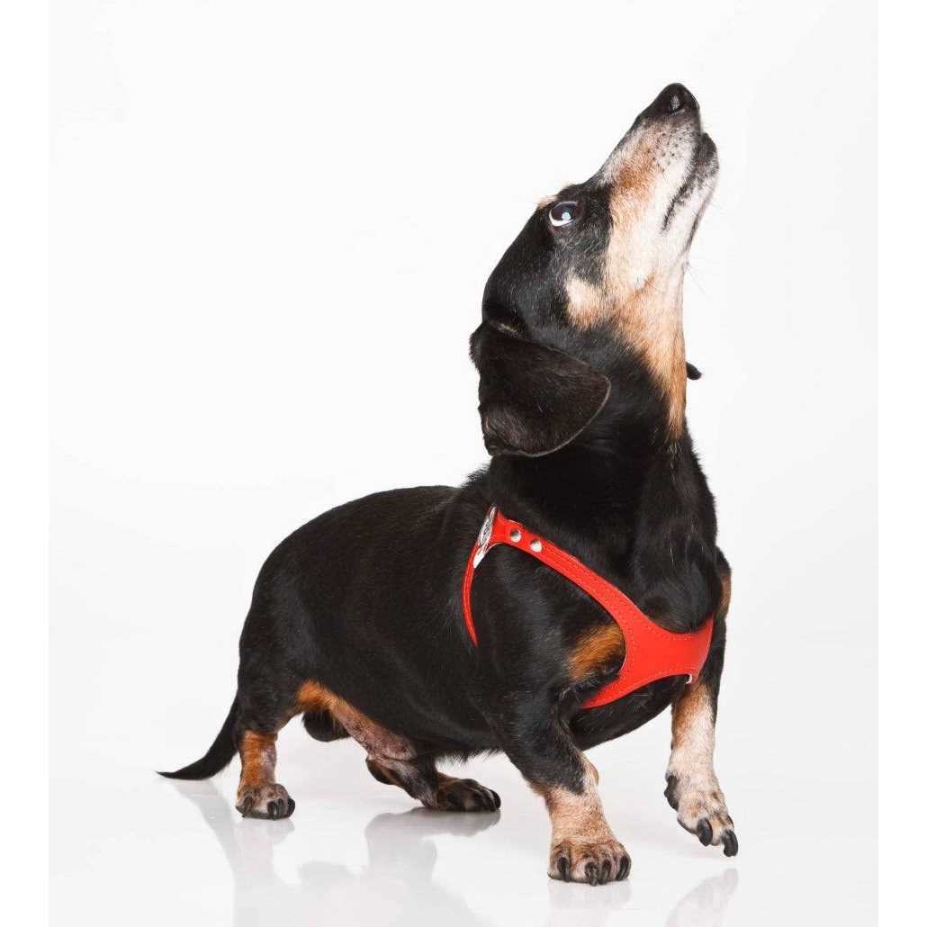 Buddy Belts Buddy Harness Pebble Grain - Healthber