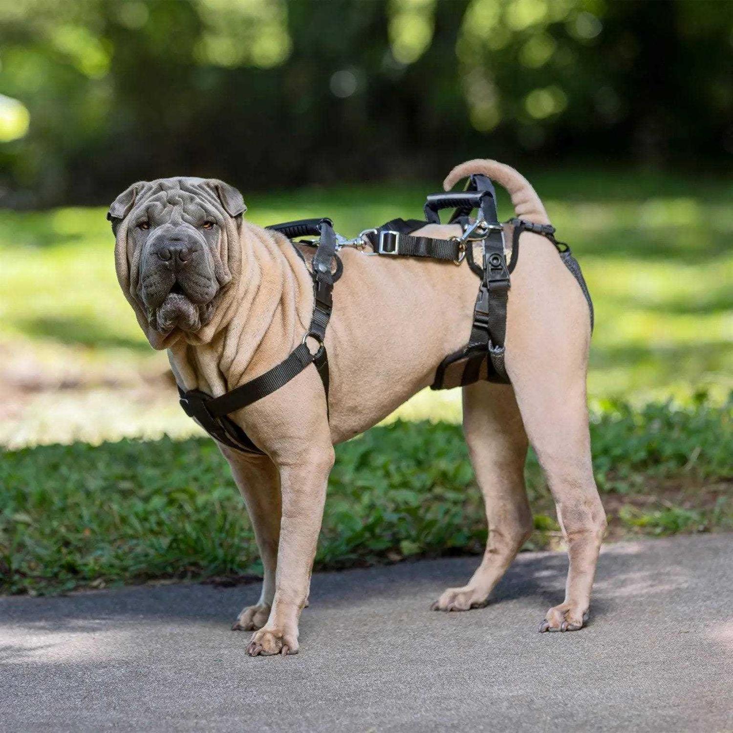 PetSafe CareLift Dog Rear Harness - Healthber