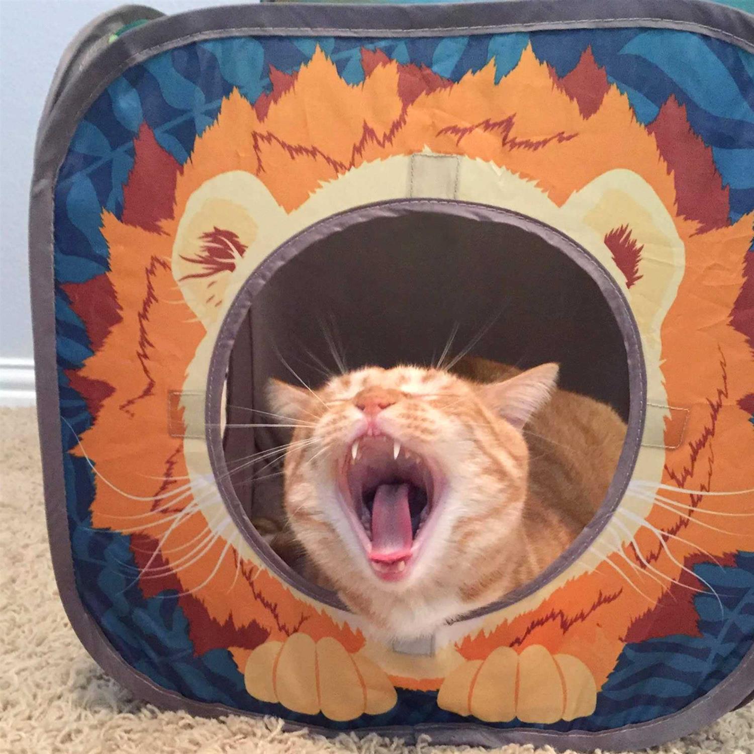 Kitty City Pop Open Jungle Combo,Collapsible Cat Cube - Healthber