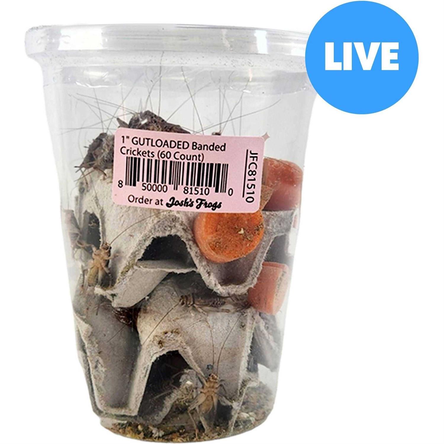 Josh’s Frogs Gutloaded Banded Crickets Live Feed Reptile Food - Healthber