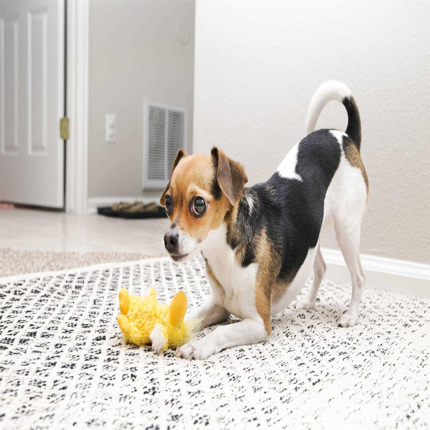 KONG Plush Duck Dog Toy - Healthber
