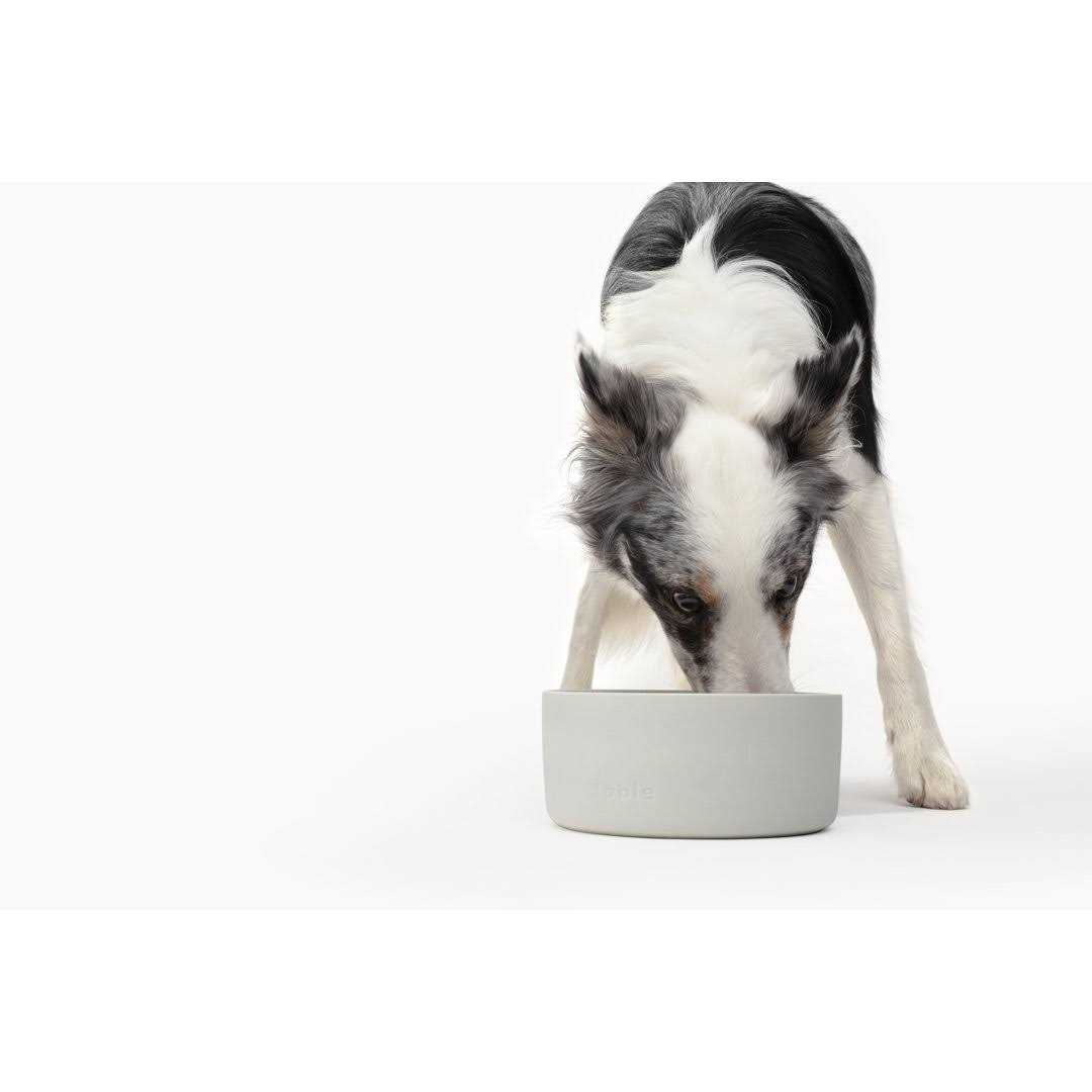 Signature Bowl Fable Pets - Healthber