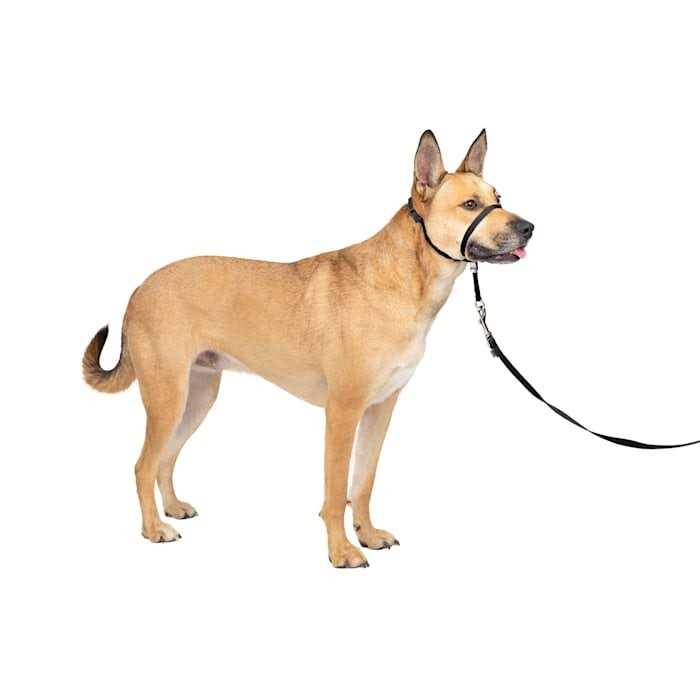 PetSafe Gentle Leader Headcollar - Healthber