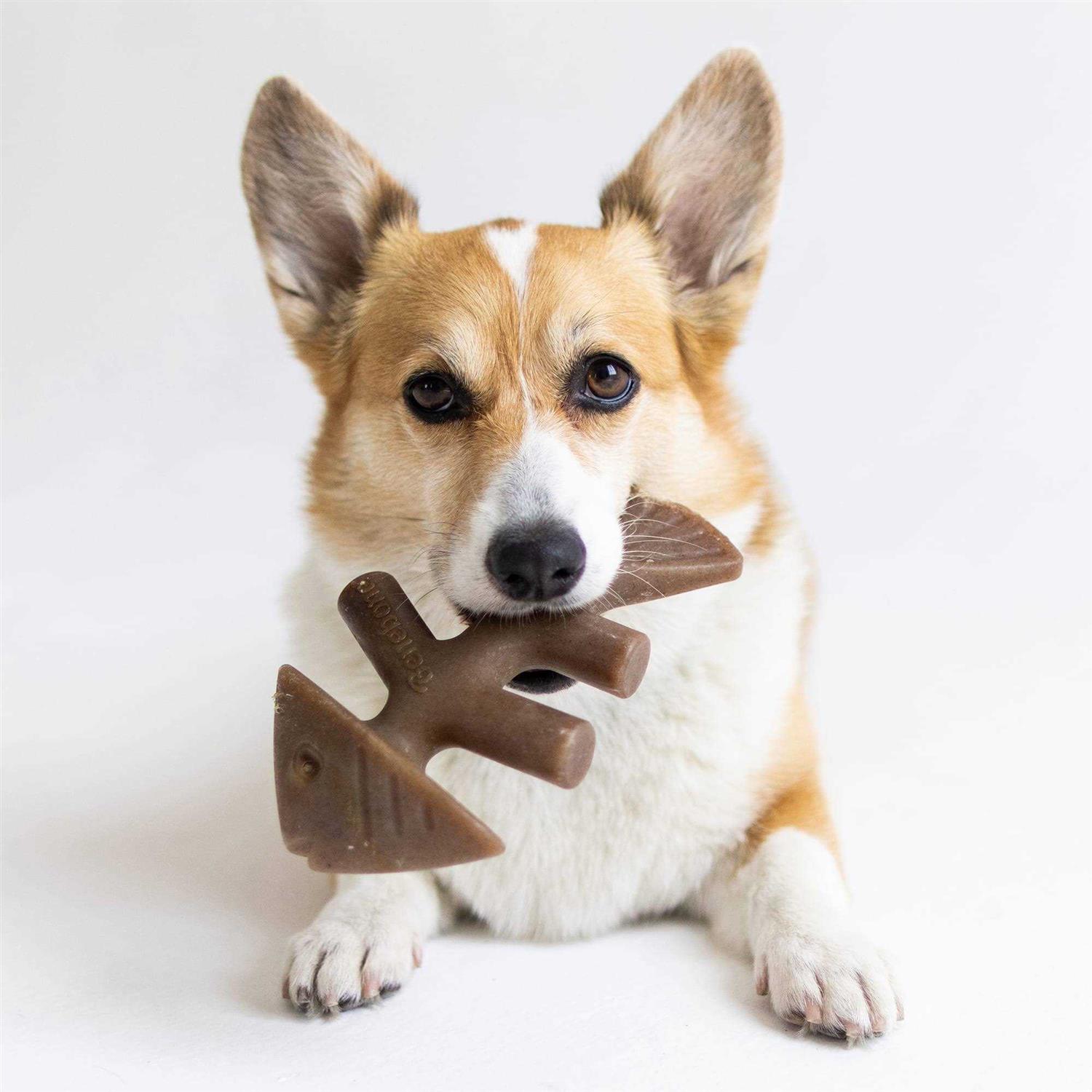 Benebone Fishbone Dog Chew - Healthber