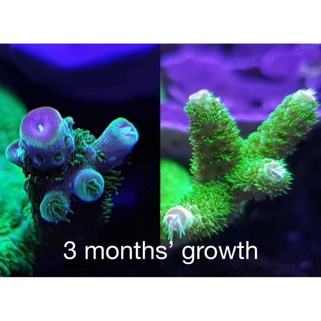Red Sea Reef Energy AB+ Plus Coral Nutrition - Healthber