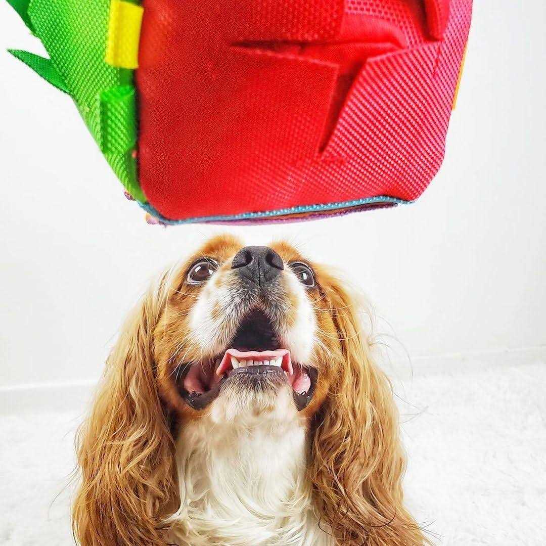 Hide n’ Seek Cube Dog Puzzle Toy - Healthber