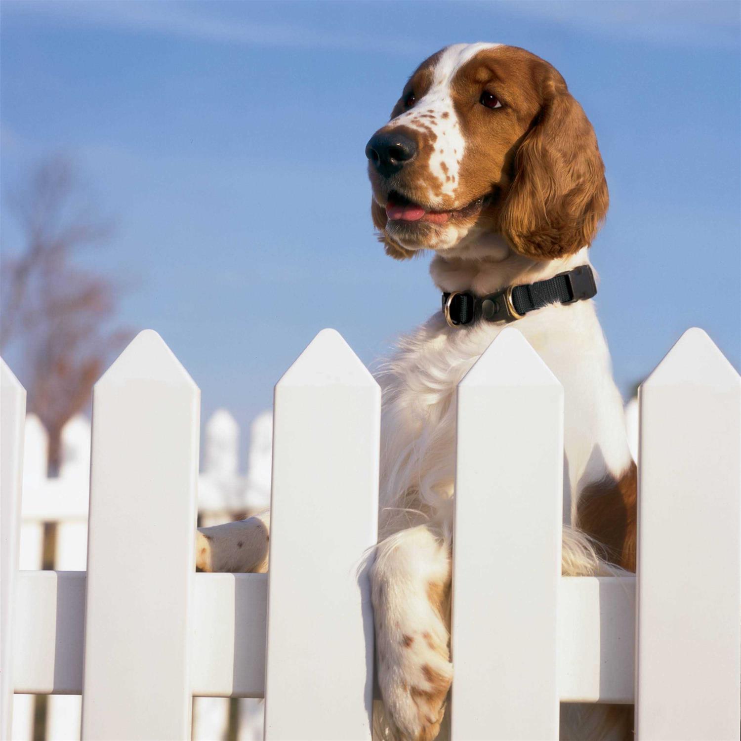 PetSafe Keepsafe Break-Away Dog Collar - Healthber