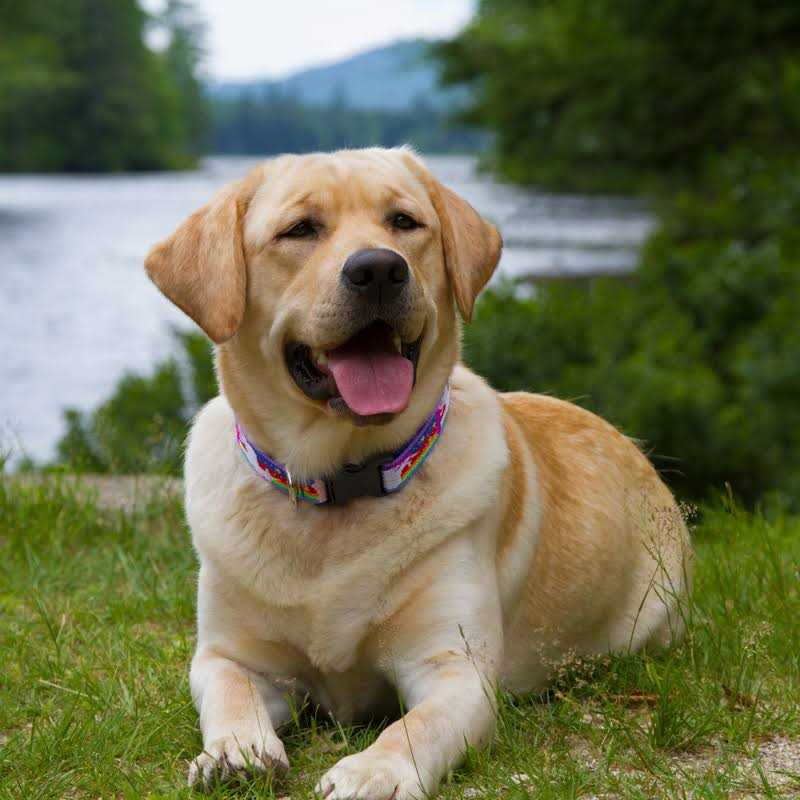 Lupine Pet Microbatch Dog Collar - Healthber