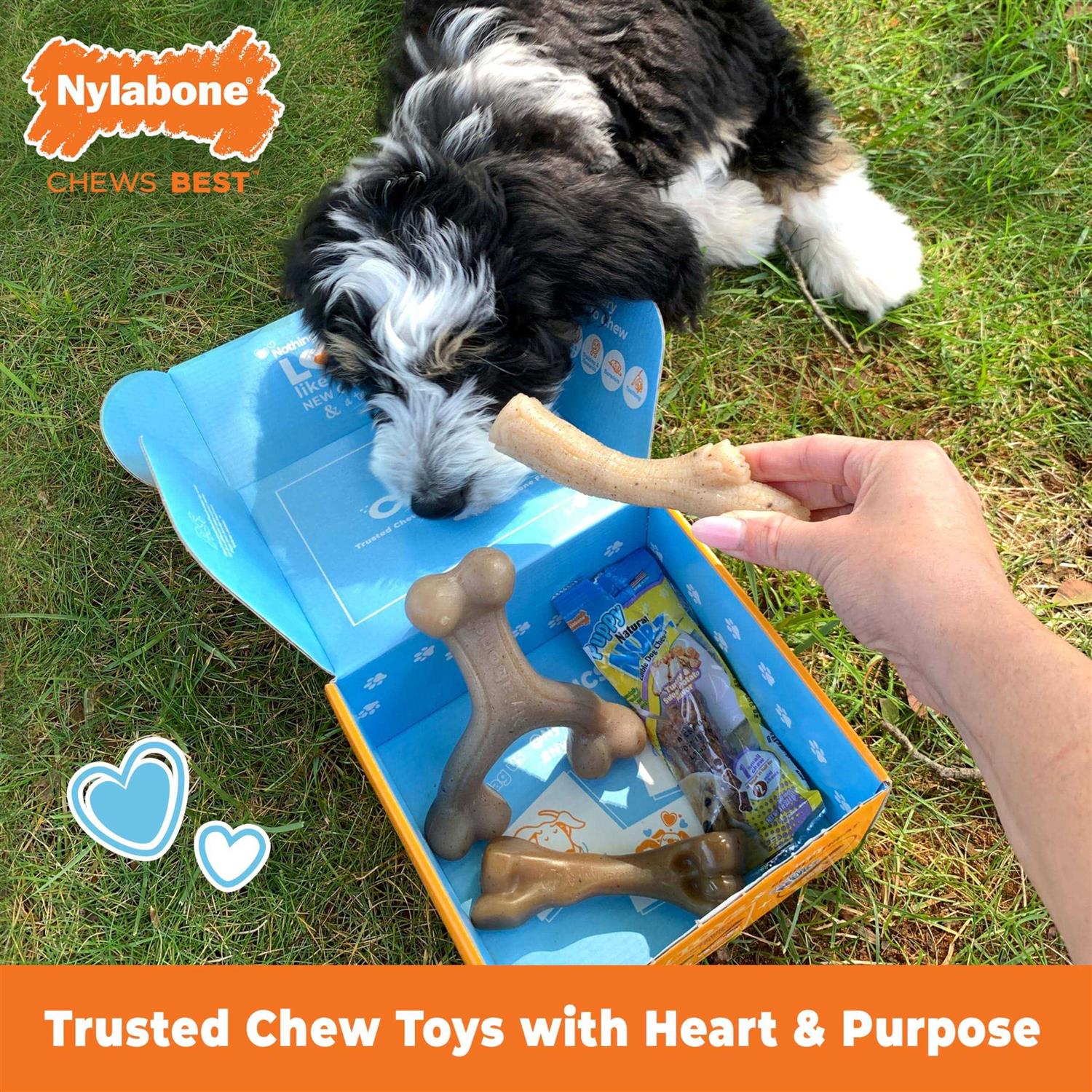 Nylabone The Box Chew Toy & Treat Gift Box Dogs - Healthber