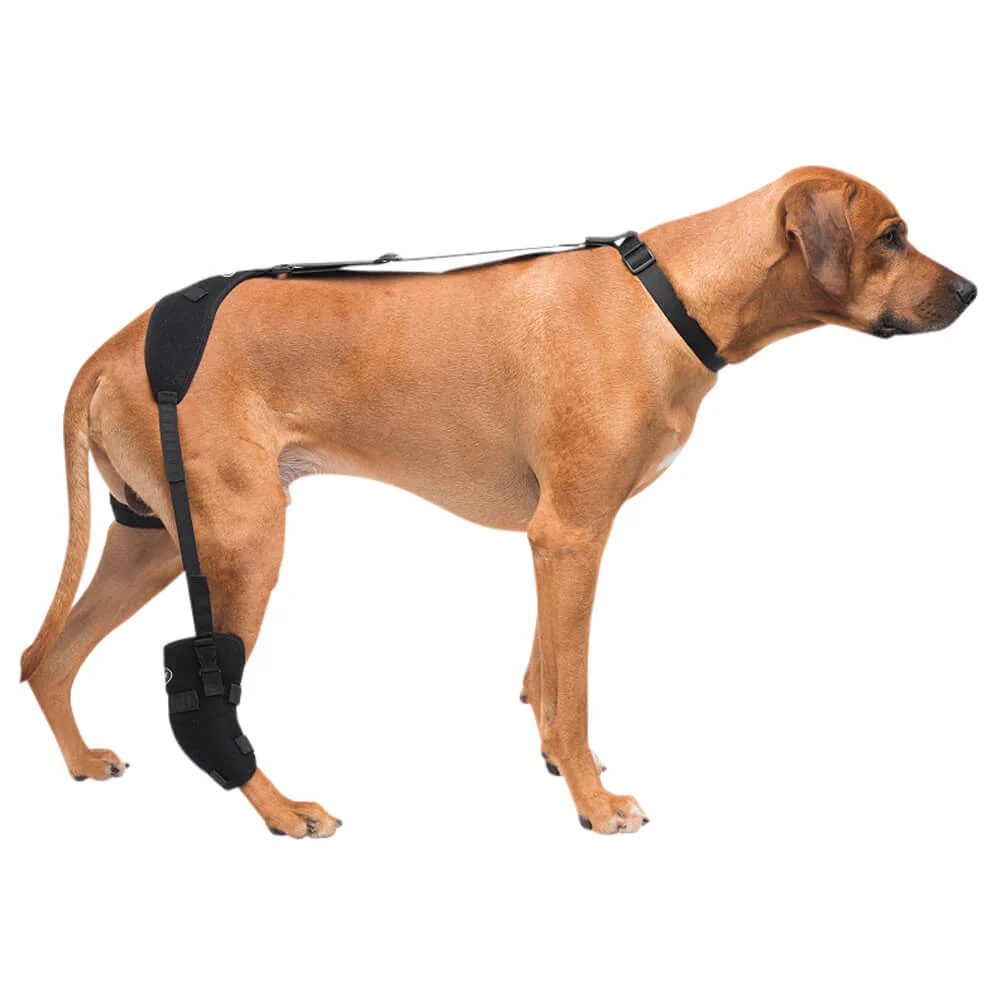 Caldera Pet Therapy Tarsal Wrap with Therapy Gel - Healthber