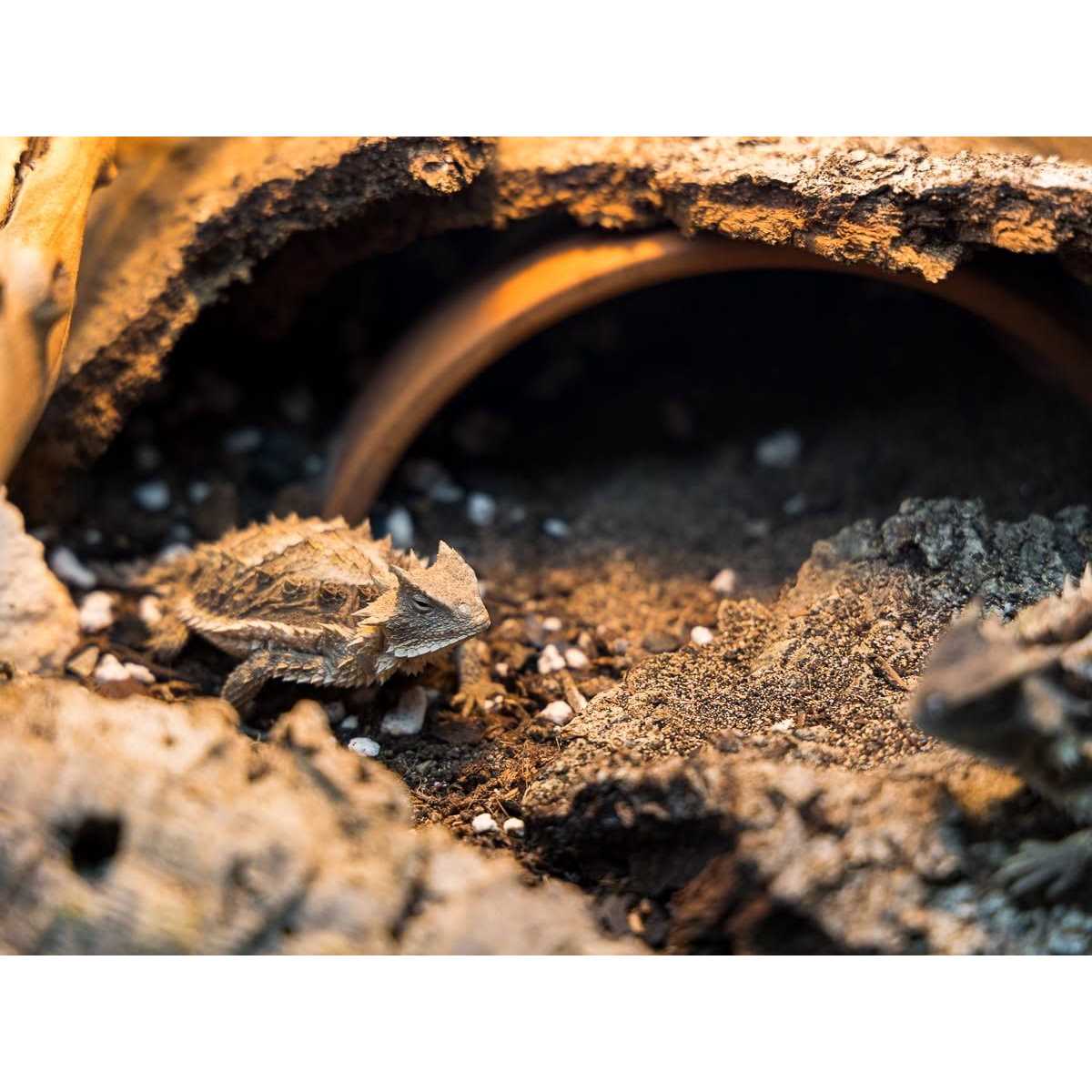 Josh’s Frogs BioBedding Desert Bioactive Substrate - Healthber