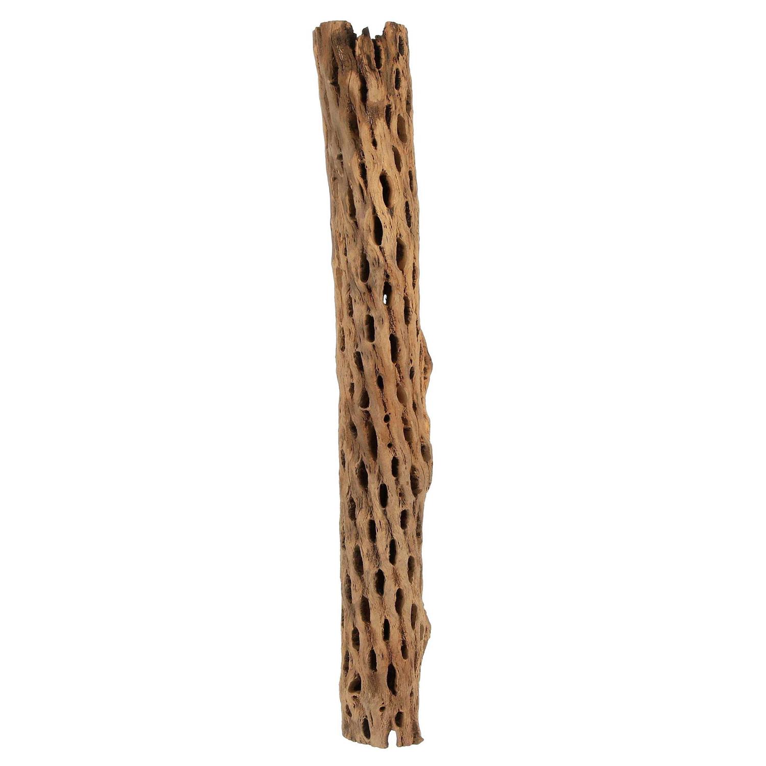 Galapagos Cholla Wood - Healthber