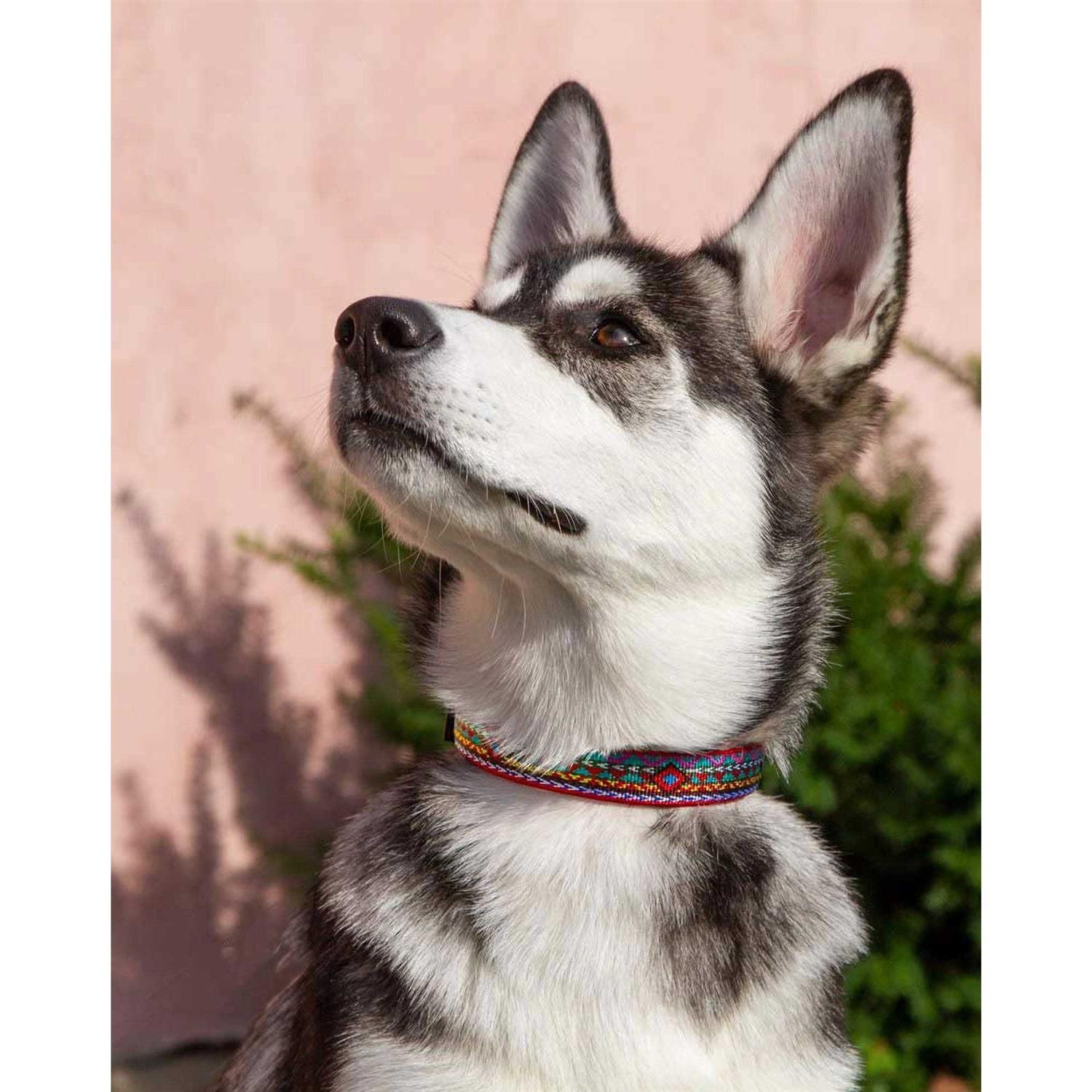 Lupine Dog Collar - Healthber