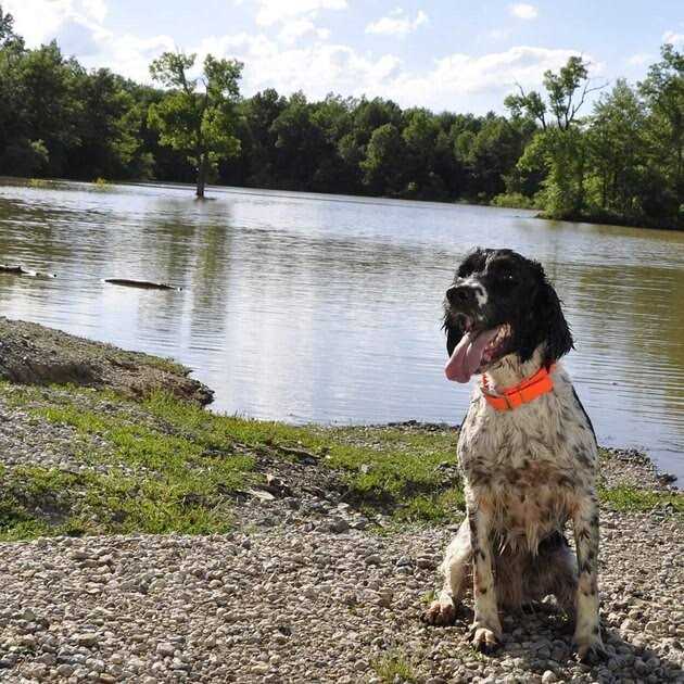 Water & Woods Waterproof Dog Collar - Healthber