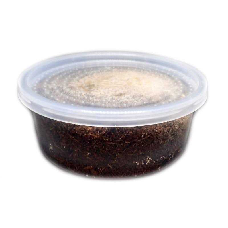 Josh’s Frogs Temperate Springtail 8 oz Culture - Healthber